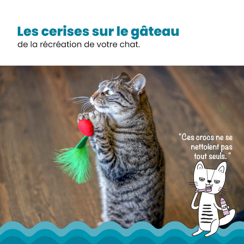 Outward Hound - Jouet à Mâcher Dental Cherries pour Chats Image numéro 3 Outward Hound - Jouet à Mâcher Dental Cherries pour Chats Image numéro 3