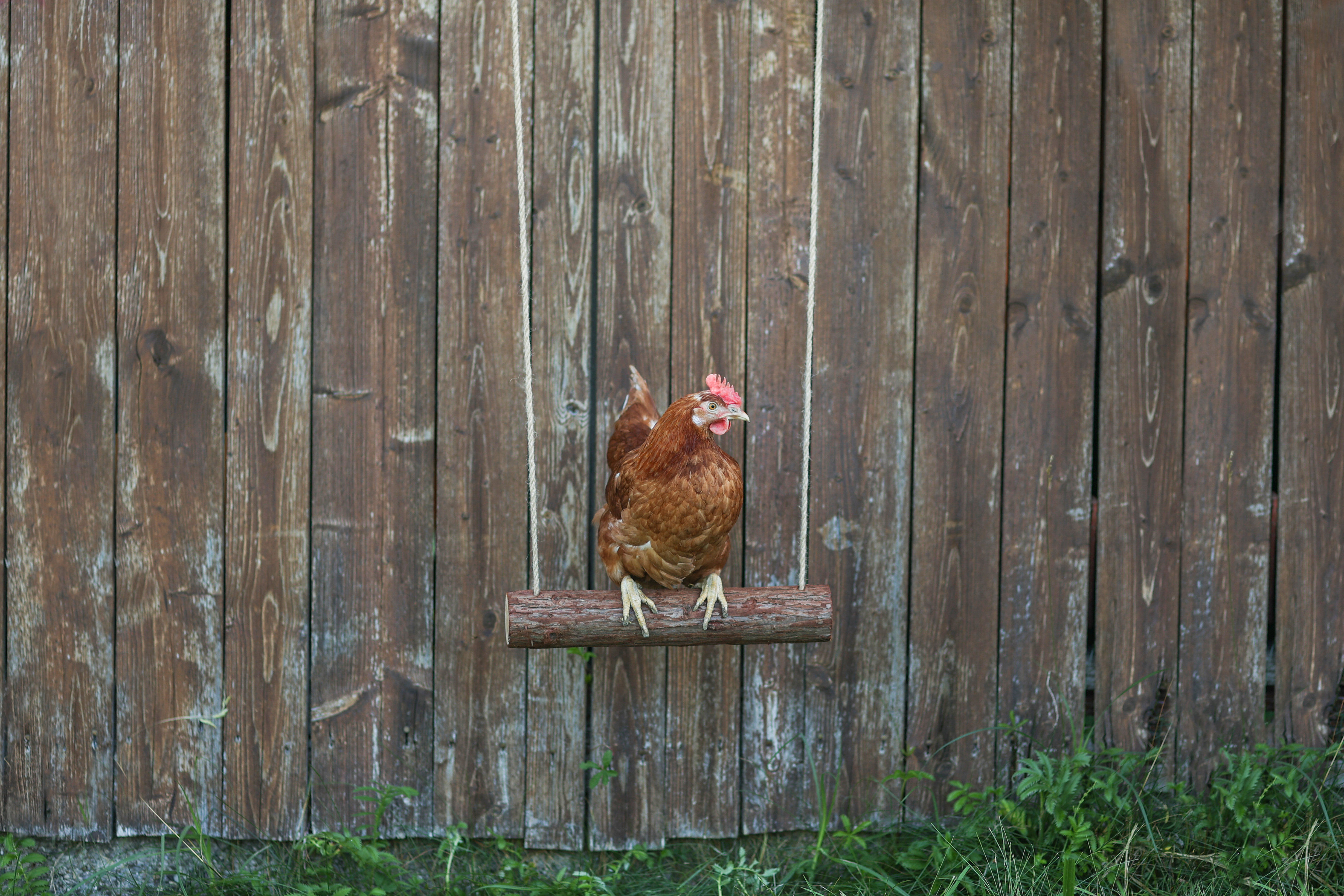 Kerbl - Balan&ccedil;oire &agrave; Corde pour Poules - 39cm Image num&eacute;ro 2
