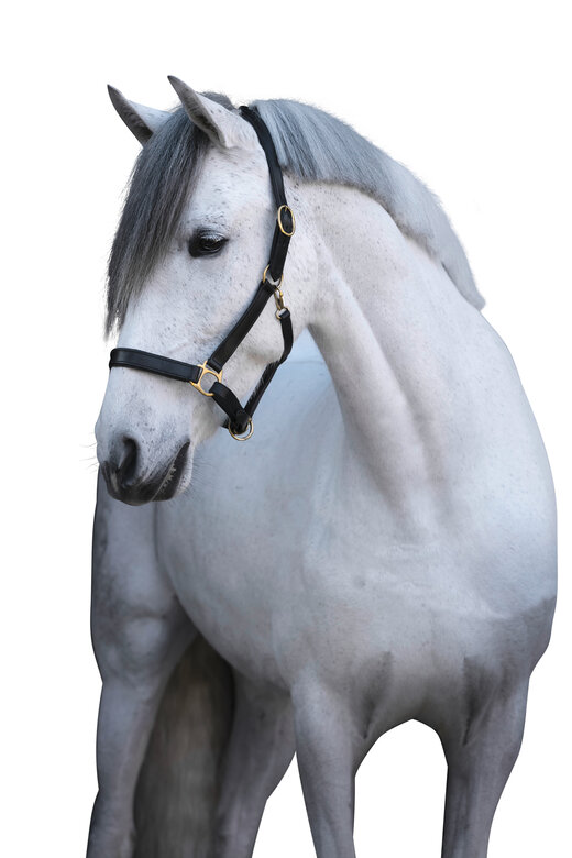 Covalliero - Licol Réglable Eco, Cuir Noir - Pony S Image numéro 1 Covalliero - Licol Réglable Eco, Cuir Noir - Pony S Image numéro 1