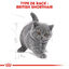 Royal Canin - Croquettes British Shorthair Kitten pour Chatons - 2Kg Indicateur image numéro 5