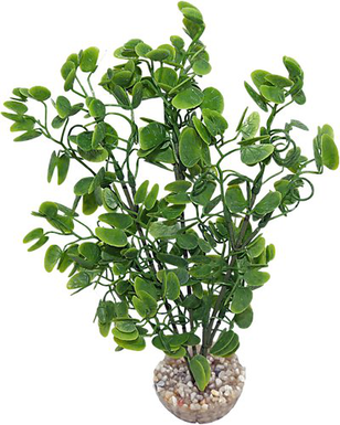Labeo - Plante Décorative Micranthenum pour Aquarium - Vert