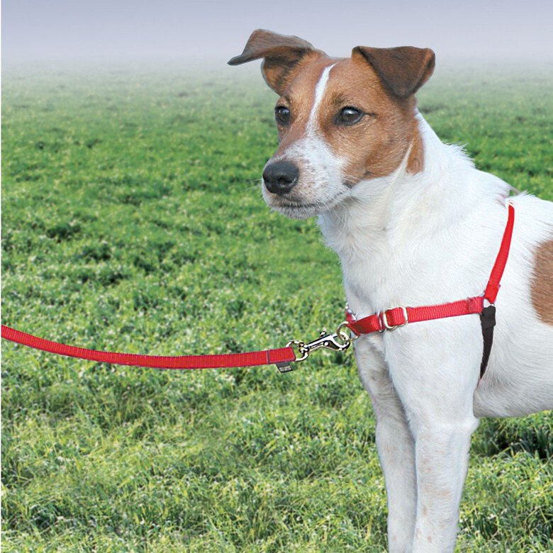 PetSafe - Harnais Easy Walk Rouge pour Chiens - S image number null