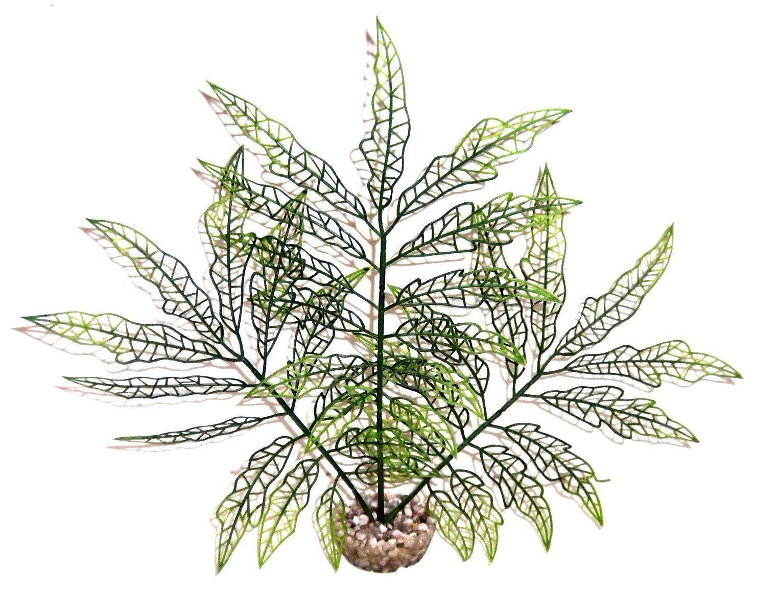 Labeo - Plante de D&eacute;coration Herbe Verte pour Aquarium Image num&eacute;ro 1