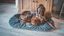 Tyrol -  Coussin Oval Gris Confort Yellowstone pour Chien - 80cm Indicateur image numéro 4