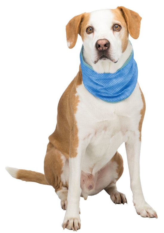 Trixie - Bandana rafraîchissant pour Chien - XL Image numéro 2 Trixie - Bandana rafraîchissant pour Chien - XL Image numéro 2