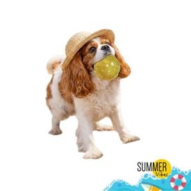 Summer Vibes - Balle Sonore pour Chiens - 7cm
