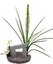 Labeo - Décor dolmen avec Plante Artificielle - Aquarium Indicateur image numéro 3