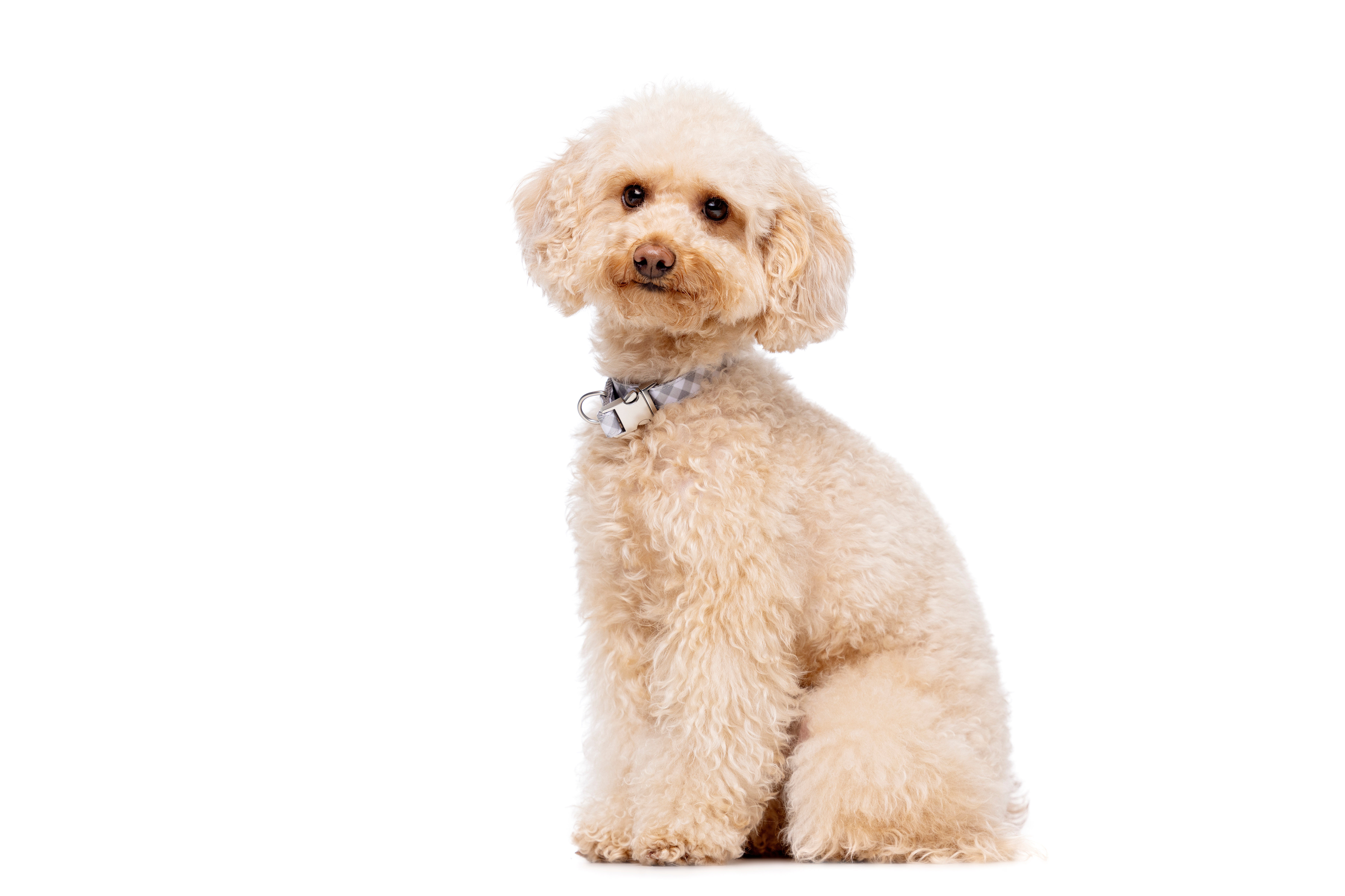 Gotoo - Collier Vichy Gris pour Chien - XS Image num&eacute;ro 4