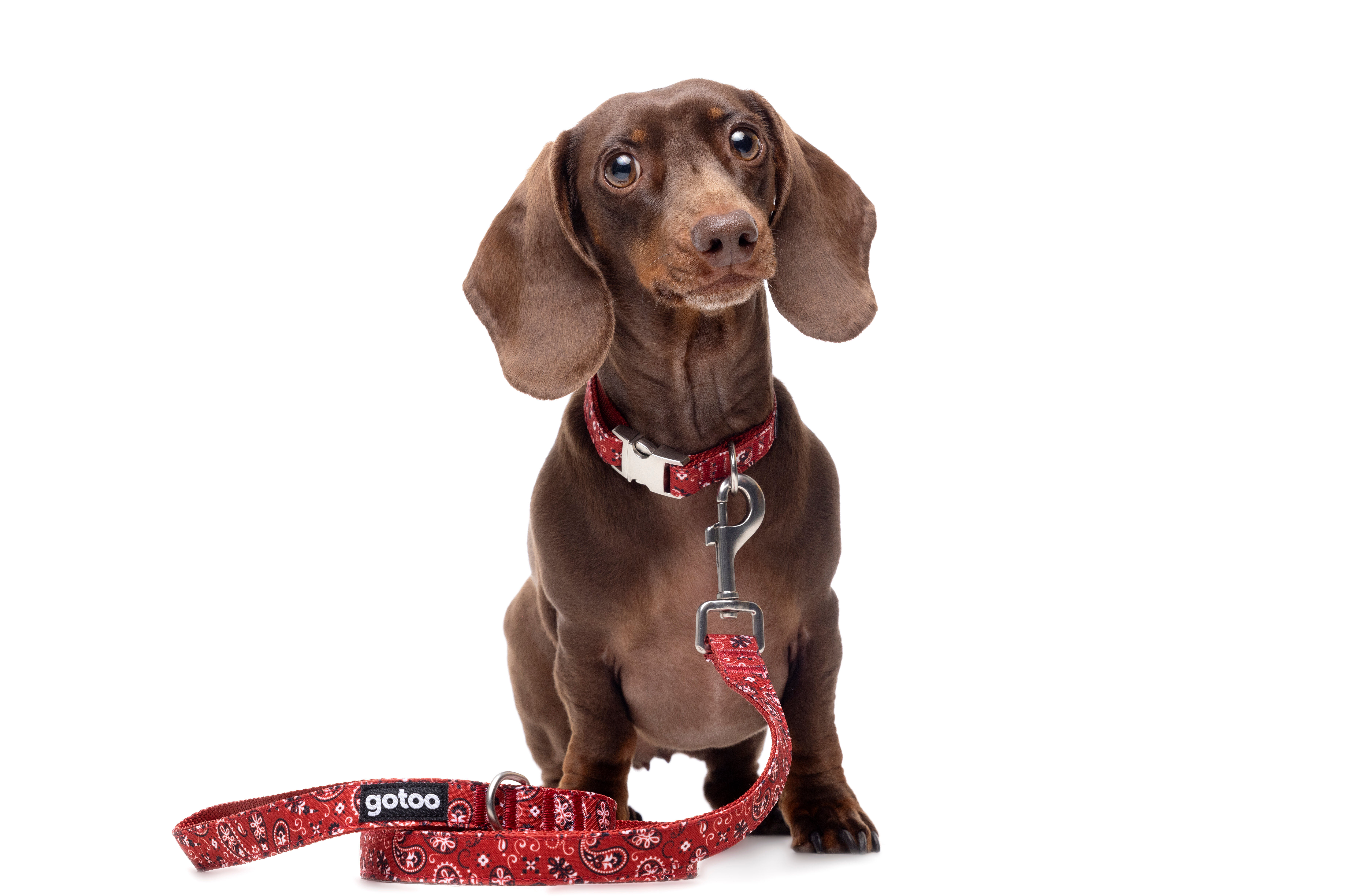 Gotoo - Laisse en Paisley Rouge pour chien - M Image num&eacute;ro 4