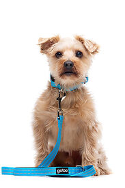 Gotoo - Collier Essentials en Nylon Premium Bleu pour Chien
