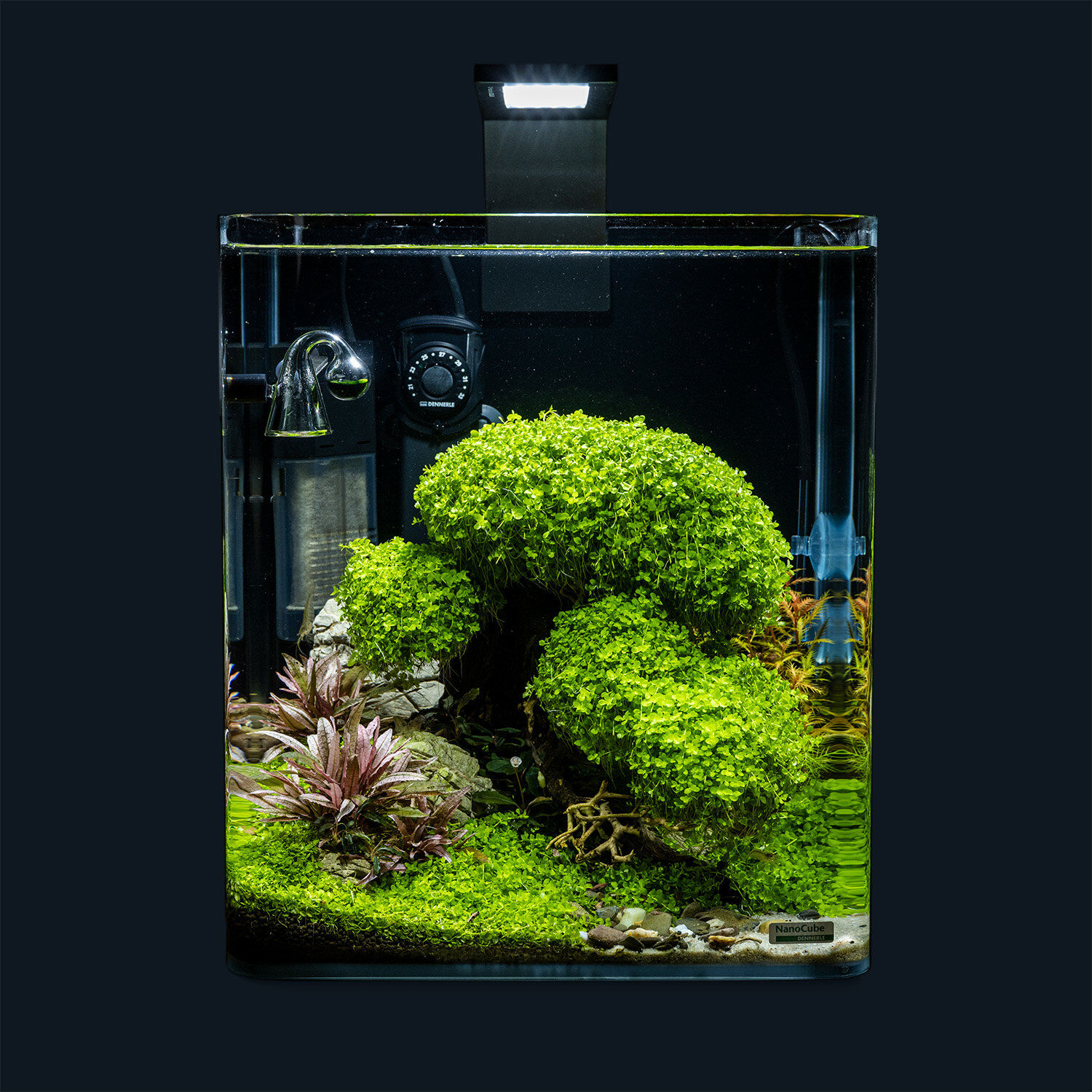 Dennerle - Kit de D&eacute;coration Naturelle Box Bonsai Image num&eacute;ro 6