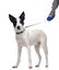 Gotoo - Laisse Enrouleur Bleu pour Chien - S Indicateur image numéro 2