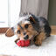 Kong - Jouet Classic En Caoutchouc pour Chien - S Indicateur image numéro 3