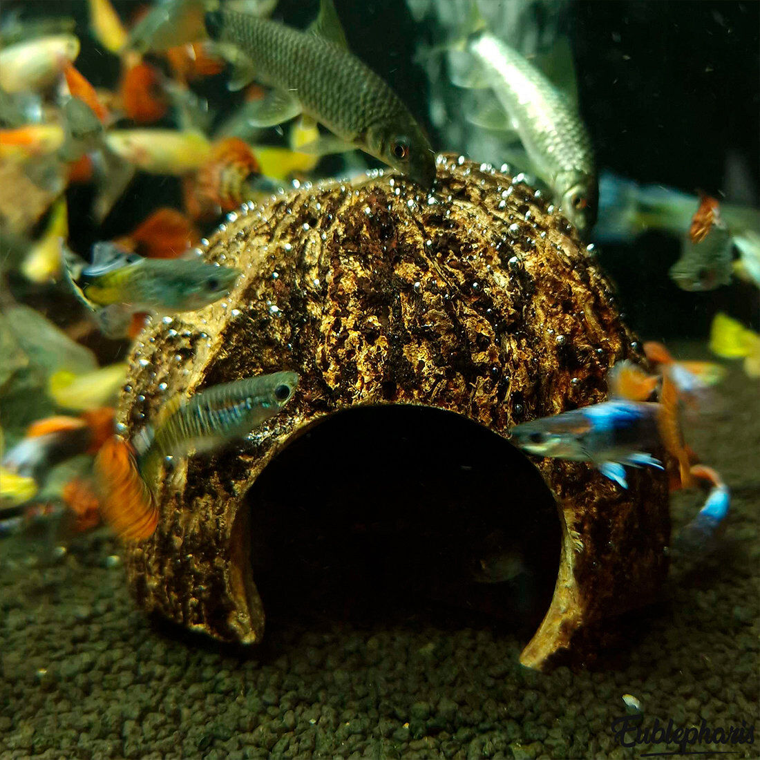 Eublepharis - Cachette Kabuto pour Reptiles - 12cm Image num&eacute;ro 6