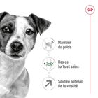 Royal Canin - Croquettes MINI ADULT 8+ POUR CHIEN DE PETITE TAILLE - 800G image number null