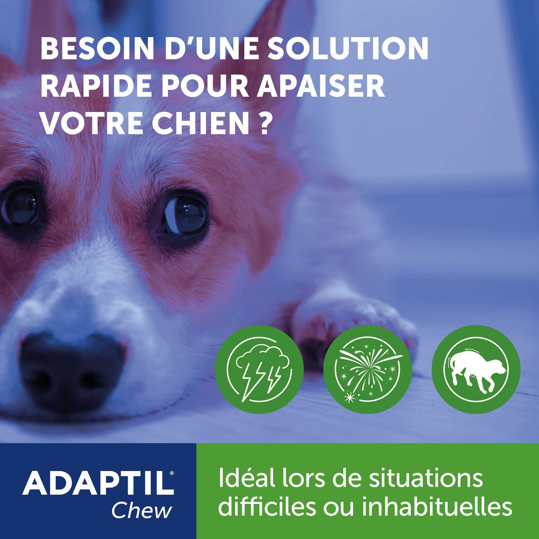 Adaptil - Bouch&eacute;es Moelleuses d'Appaisement Adaptil Chew pour Chiens - x30 Image num&eacute;ro 3