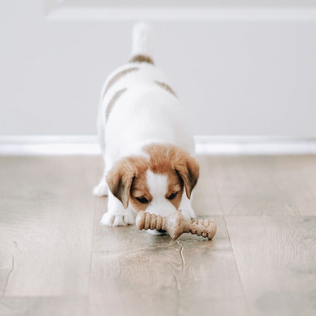 Benebone - Jouet Puppy Pack Maplestick-Zaggler Bacon Image num&eacute;ro 6