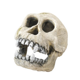 D&eacute;coration Skull-L Aqua Della pour Terrarium