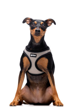 Gotoo - Harnais en Mesh Gris pour Chien