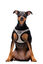 Gotoo - Harnais en Mesh Gris pour Chien - XS Indicateur image numéro 2