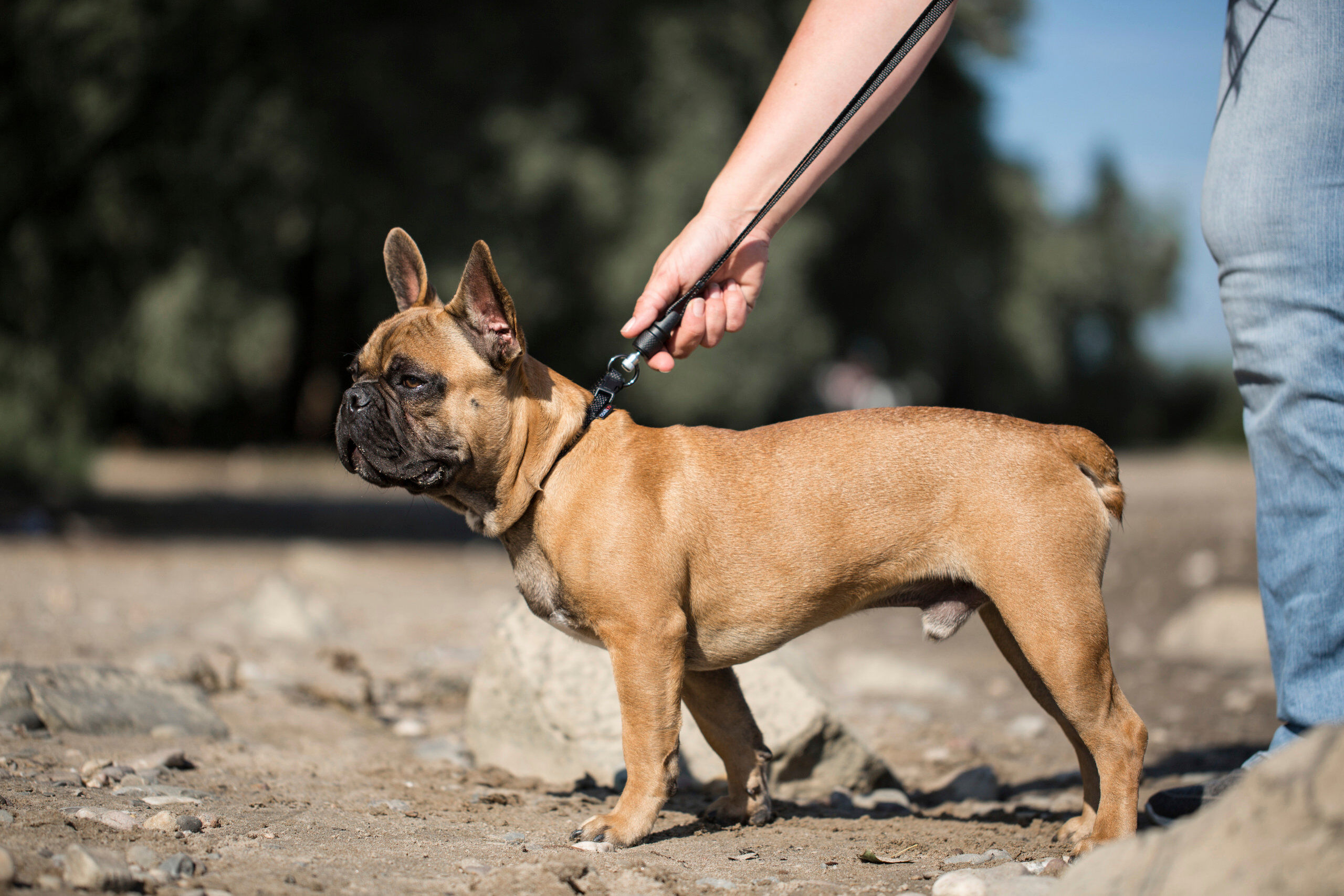 Goleygo - Laisse Plate R&eacute;glable Noir pour Chien - S Image num&eacute;ro 4