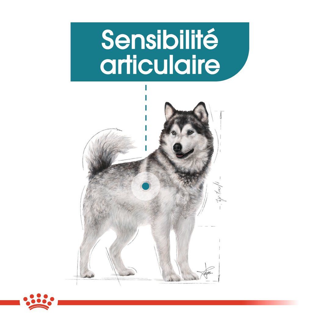 Royal Canin - Croquettes Maxi Joint Care pour Chien - 10Kg Image num&eacute;ro 3
