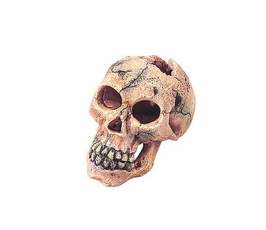 Décoration Skull Aqua Della pour Aquarium
