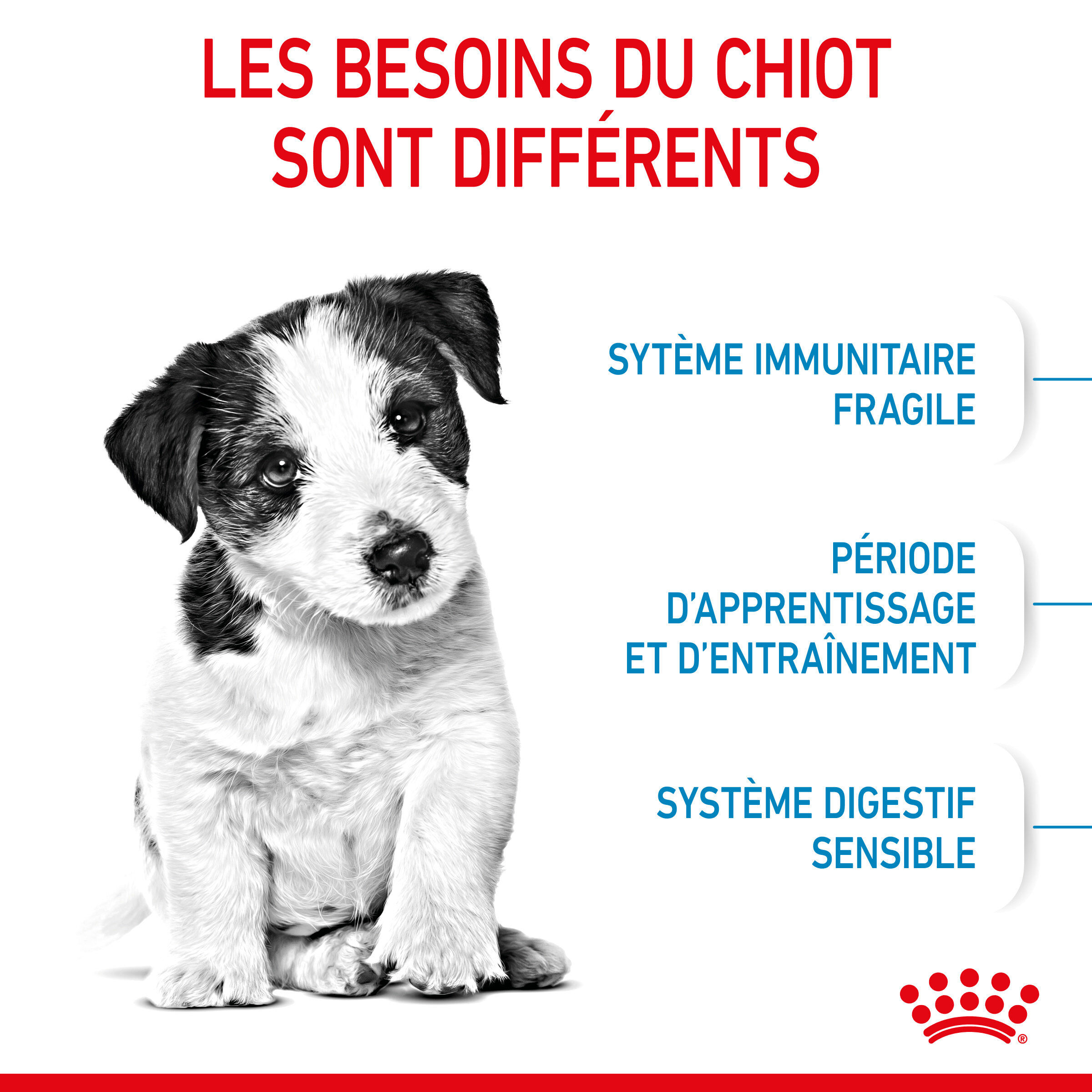 Royal Canin - Croquettes Mini Puppy pour Chiot - 2Kg Image num&eacute;ro 2