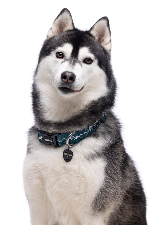 Gotoo - Collier Montagne pour Chien - XS Image numéro 2 Gotoo - Collier Montagne pour Chien - XS Image numéro 2