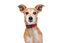 Gotoo - Collier Essentials en Nylon Premium Rouge pour Chien - XS Indicateur image numéro 4