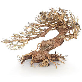 Amtra -  Racine Naturelle Oriental Wind 3 - S