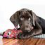 Kong - Jouet Wubba Finz pour Chien - Large Indicateur image num&eacute;ro 3