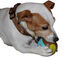 Topzoo - Jouet Balle 5 Sens pour Chien - S Indicateur image numéro 2