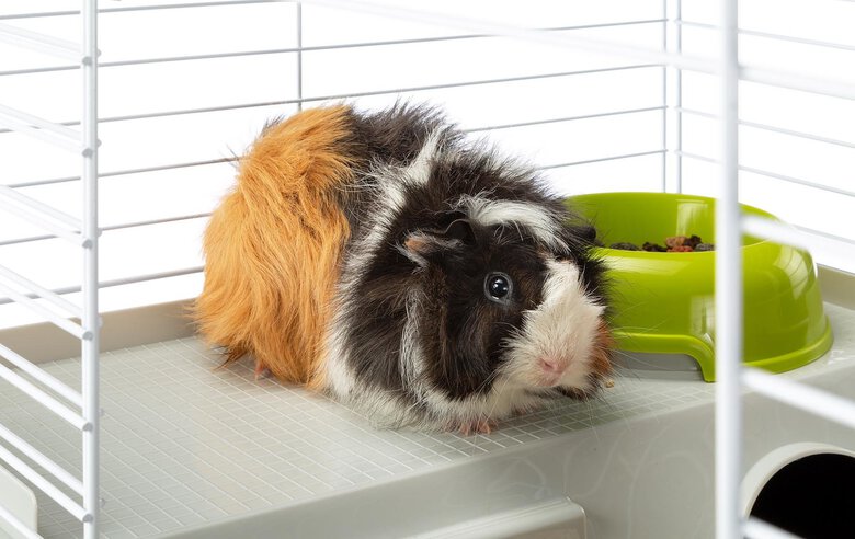 Ferplast - Cage Casita 80 pour Lapins Image numéro 9 Ferplast - Cage Casita 80 pour Lapins Image numéro 9