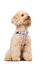 Gotoo - Harnais Vichy Gris pour Chien - XS Indicateur image numéro 6