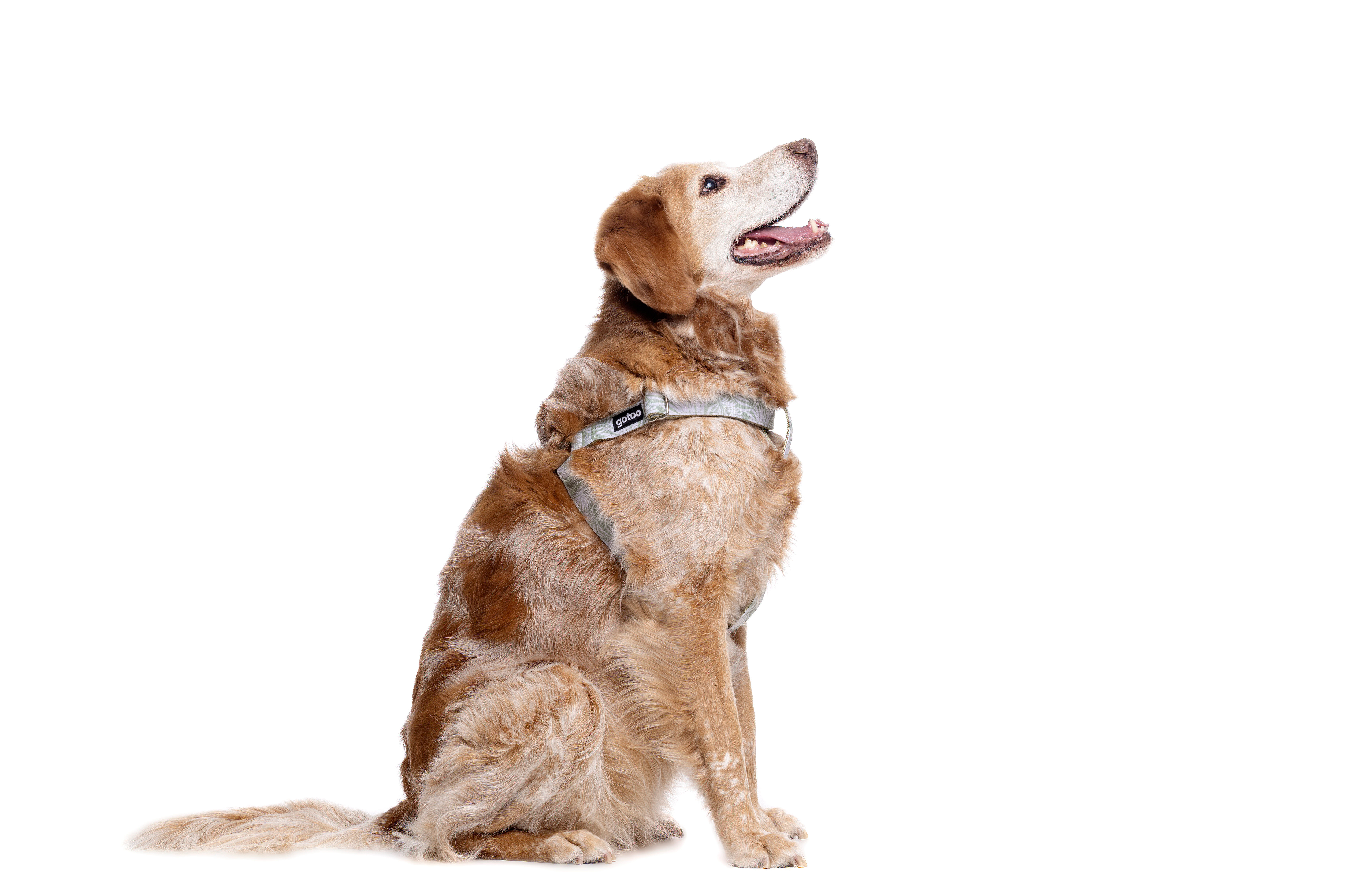 Gotoo - Harnais Feuilles Vert pour Chien - XS Image num&eacute;ro 6