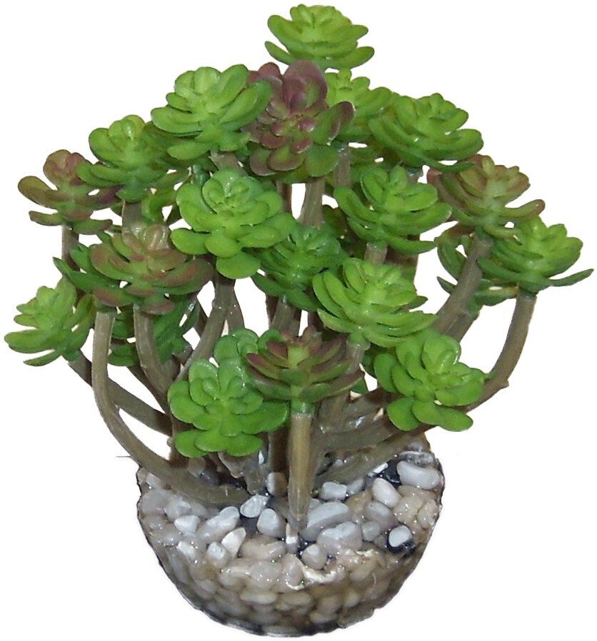 Labeo - Succulente moyen mod&egrave;le Plante Artificielle Aquarium et Terrarium Image num&eacute;ro 2