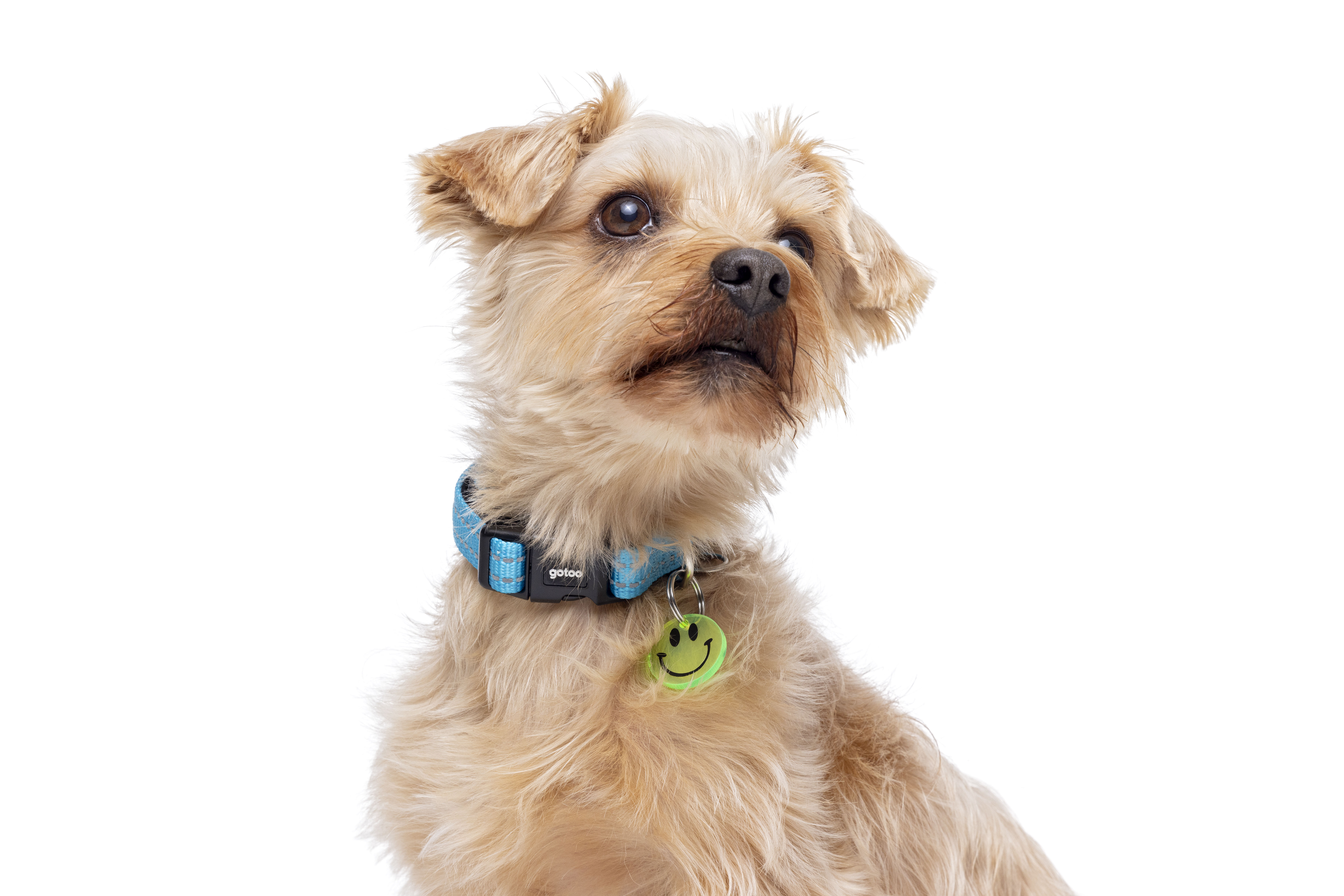 Gotoo - Collier Essentials en Nylon Premium Bleu pour Chien - M Image num&eacute;ro 9