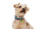 Gotoo - Collier Essentials en Nylon Premium Bleu pour Chien - M Indicateur image num&eacute;ro 9
