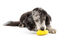 PetSafe - Jouet 2 en 1 Frosty Cone pour Chiens - M/L Indicateur image numéro 3