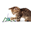 KONG - Jouet Crackles Sauterelle pour Chats Indicateur image numéro 3