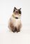 Tickless - Répulsif Antiparasitaire Mini Cat Ultrason Rechargeable pour Chats - Noir Indicateur image numéro 4