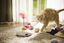 PAWBO - Jouet Interactif Pawbo Catch pour Chat Indicateur image numéro 5