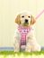 Curli - Harnais Veste Air-Mesh + Laisse en Rose pour Chiot - M Indicateur image numéro 4