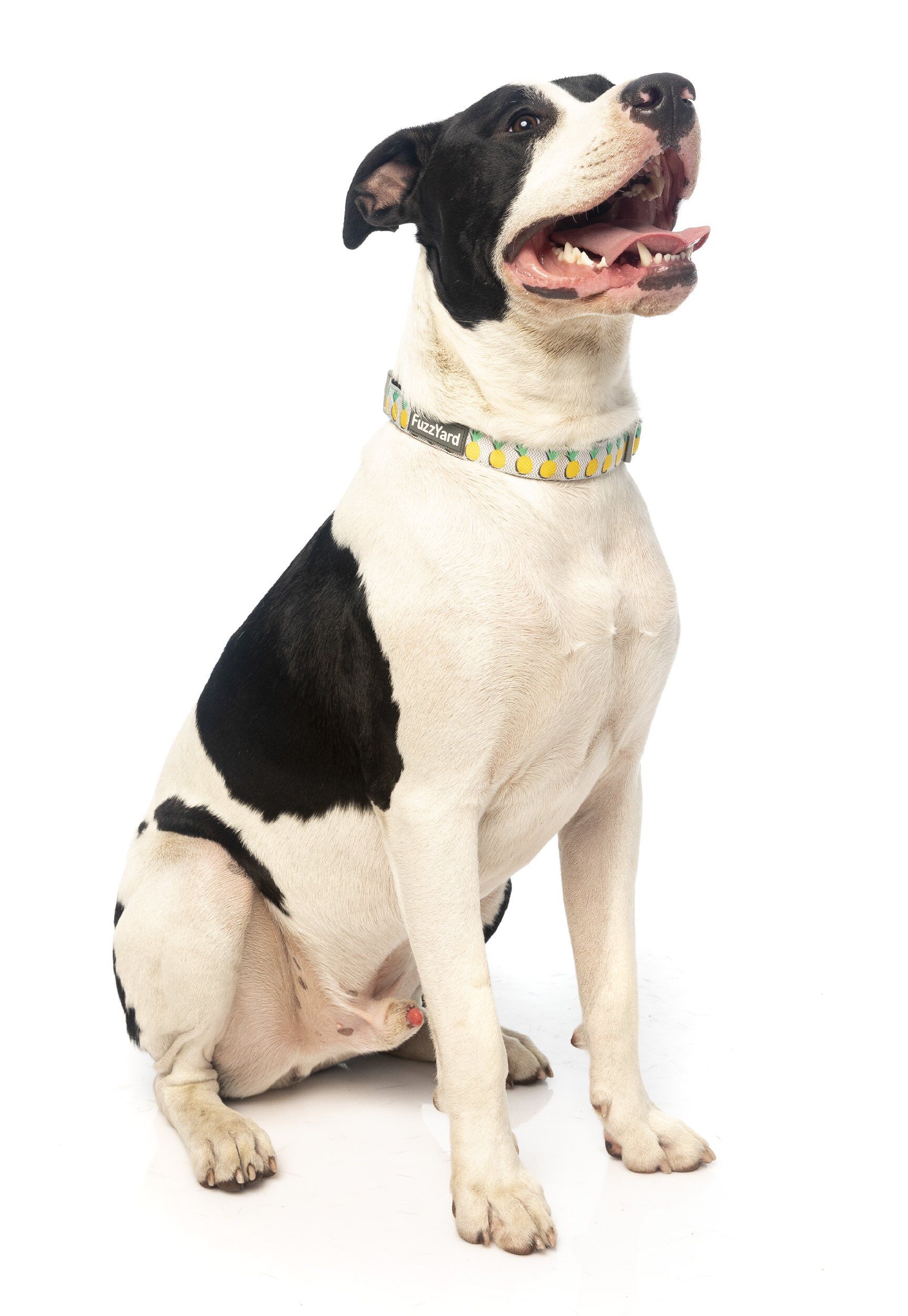 Fuzzyard - Collier Pi&ntilde;a Colada pour Chien - L Image num&eacute;ro 5