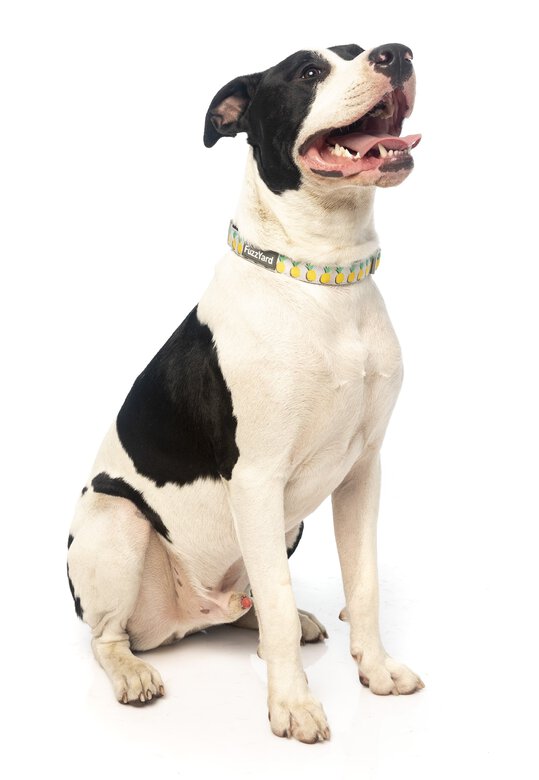 Fuzzyard - Collier Piña Colada pour Chien - L Image numéro 5 Fuzzyard - Collier Piña Colada pour Chien - L Image numéro 5