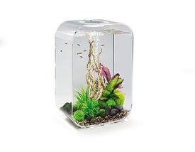 biOrb - Aquarium Life - 45 mcr transparent
