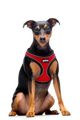 Gotoo - Harnais en Mesh Rouge pour Chien