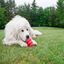 Kong - Jouet Classic En Caoutchouc pour Chien - XL Indicateur image numéro 5