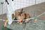 ZOLUX - HABITAT MODULABLE NEOPARK LAPIN - 140X105X70 Indicateur image numéro 4